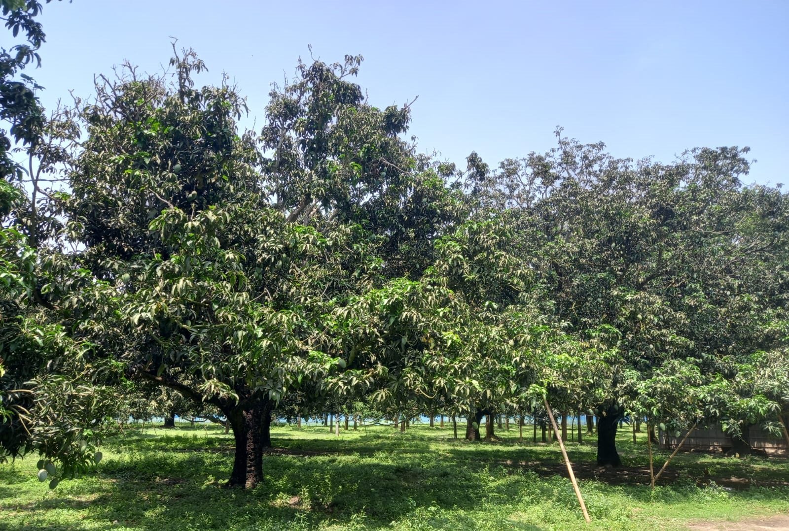 ভোলাহাটে আদালতের আদেশ গোপন করে আম বাগান ও জমি নিয়ে অপপ্রচারের অভিযোগ
