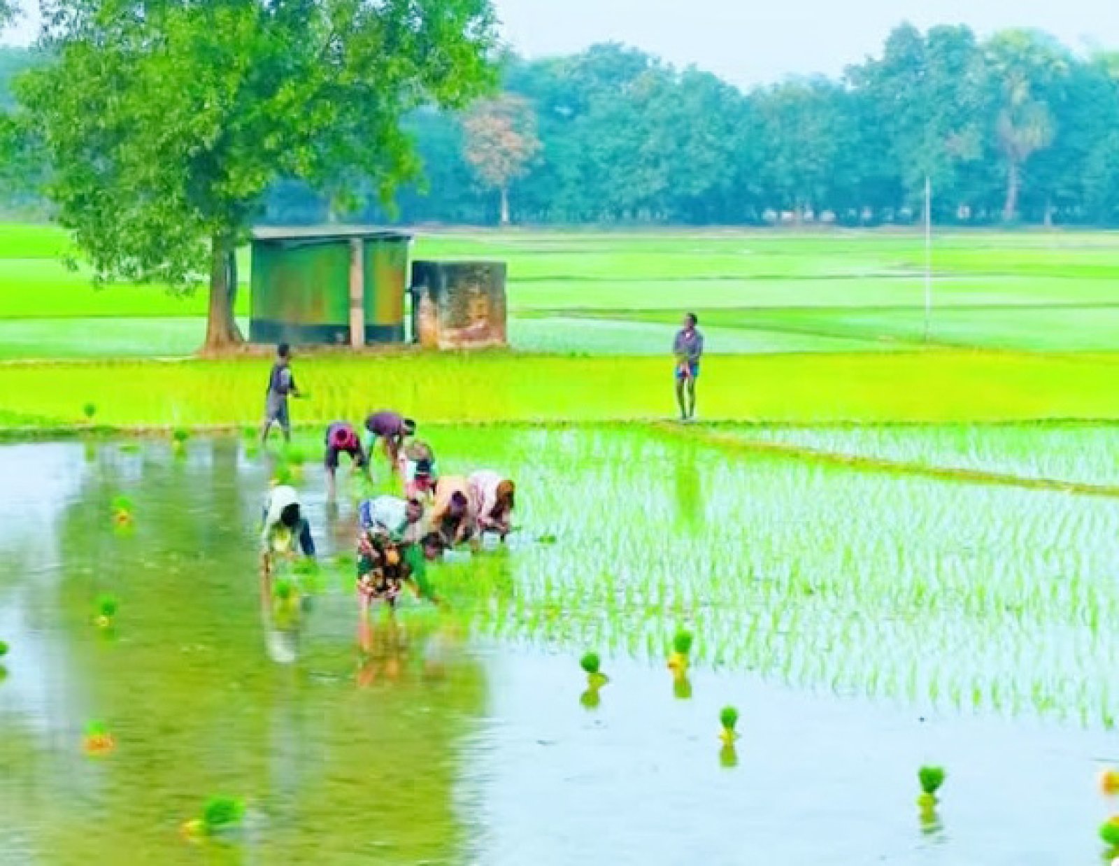 চাঁপাইনবাবগঞ্জে ৫৩ হাজার ৮০০ হেক্টর জমিতে রোপা আমনের আবাদ-প্রয়োজন তদারকির