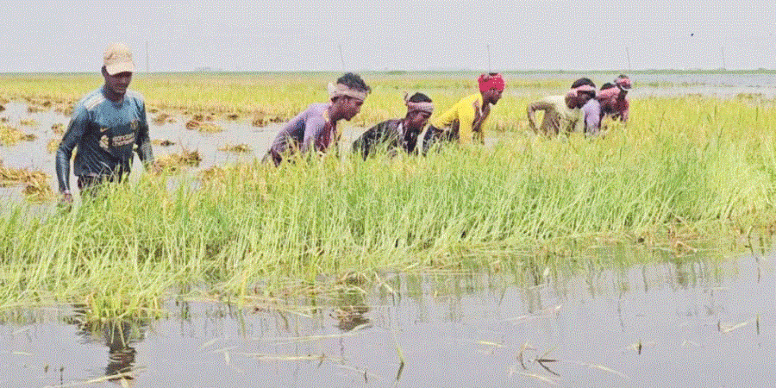 পানিতে তলিয়ে গেছে কিশোরগঞ্জের ৯ হাজার হেক্টর জমির ধান