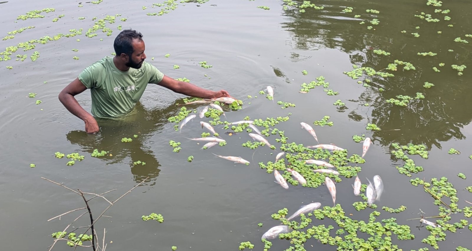 গোবিন্দগঞ্জে পুকুরে বিষ প্রয়োগে মাছ নিধন ॥ লক্ষাধিক টাকার ক্ষয়ক্ষতি