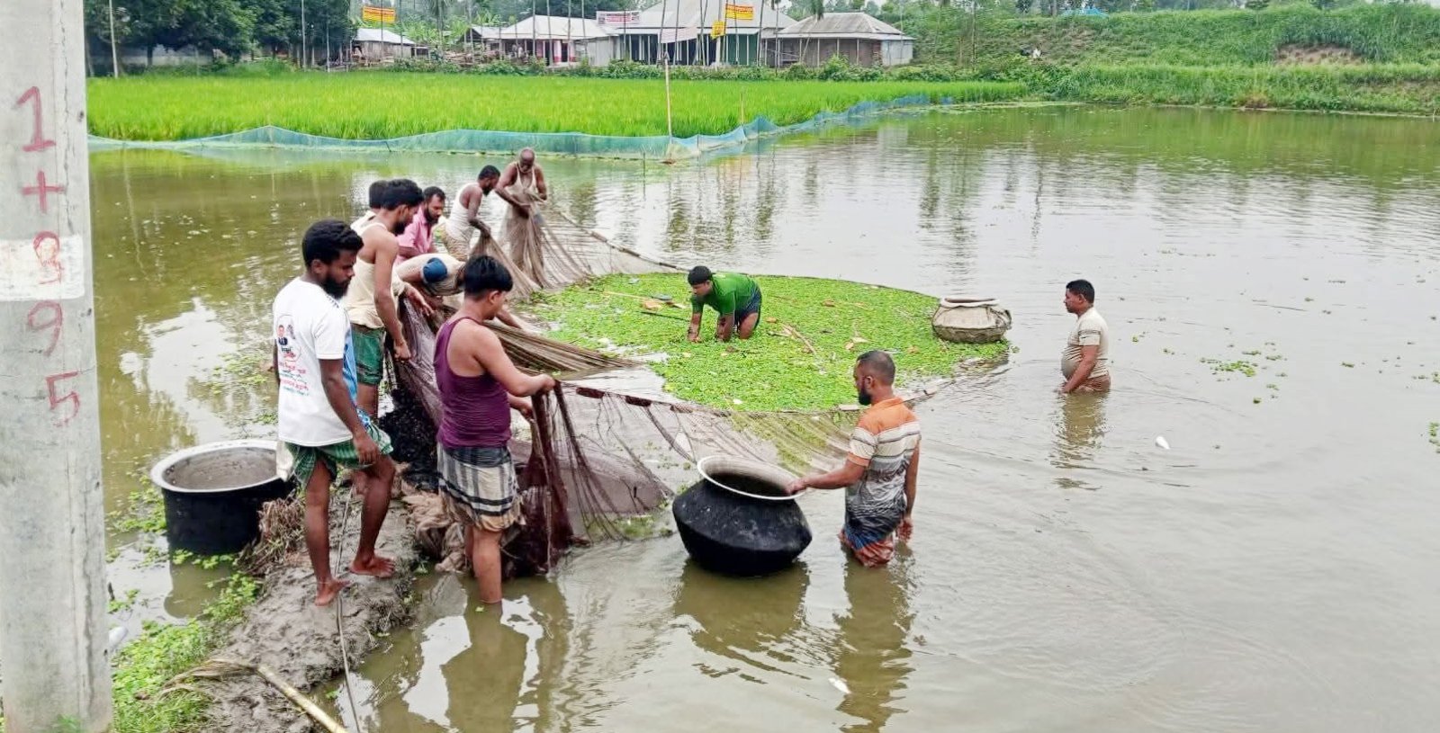সাঘাটায় পুকুরে বিষ প্রয়োগে প্রায় ৩ লক্ষ  টাকার মাছ নিধন
