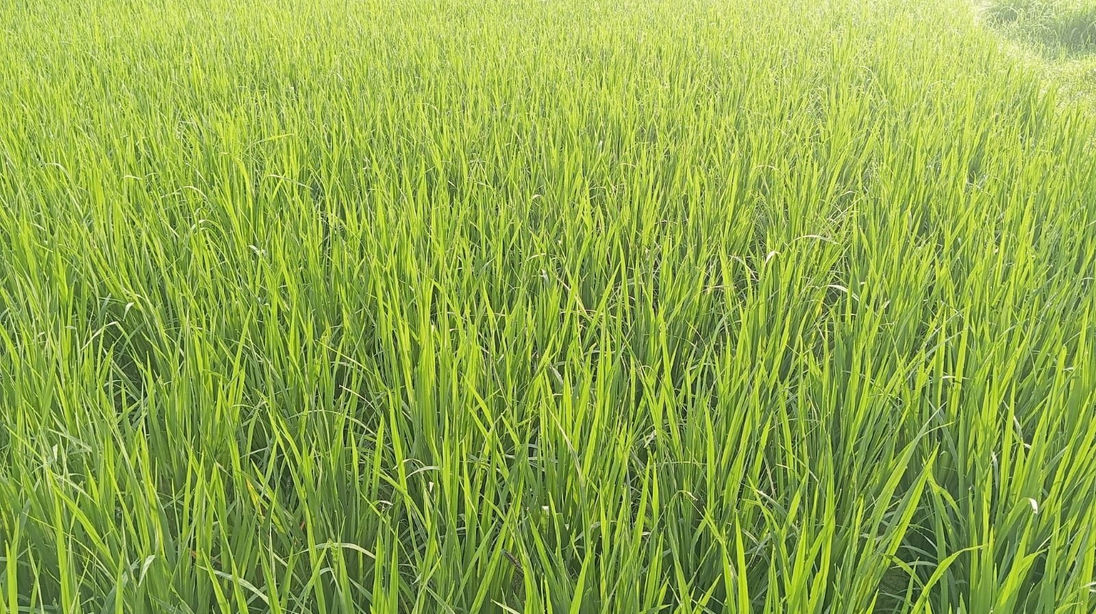 গোদাগাড়ীতে আমন, আউশ ধান চাষে কৃষকের স্বপ্ন পূরণের আশা