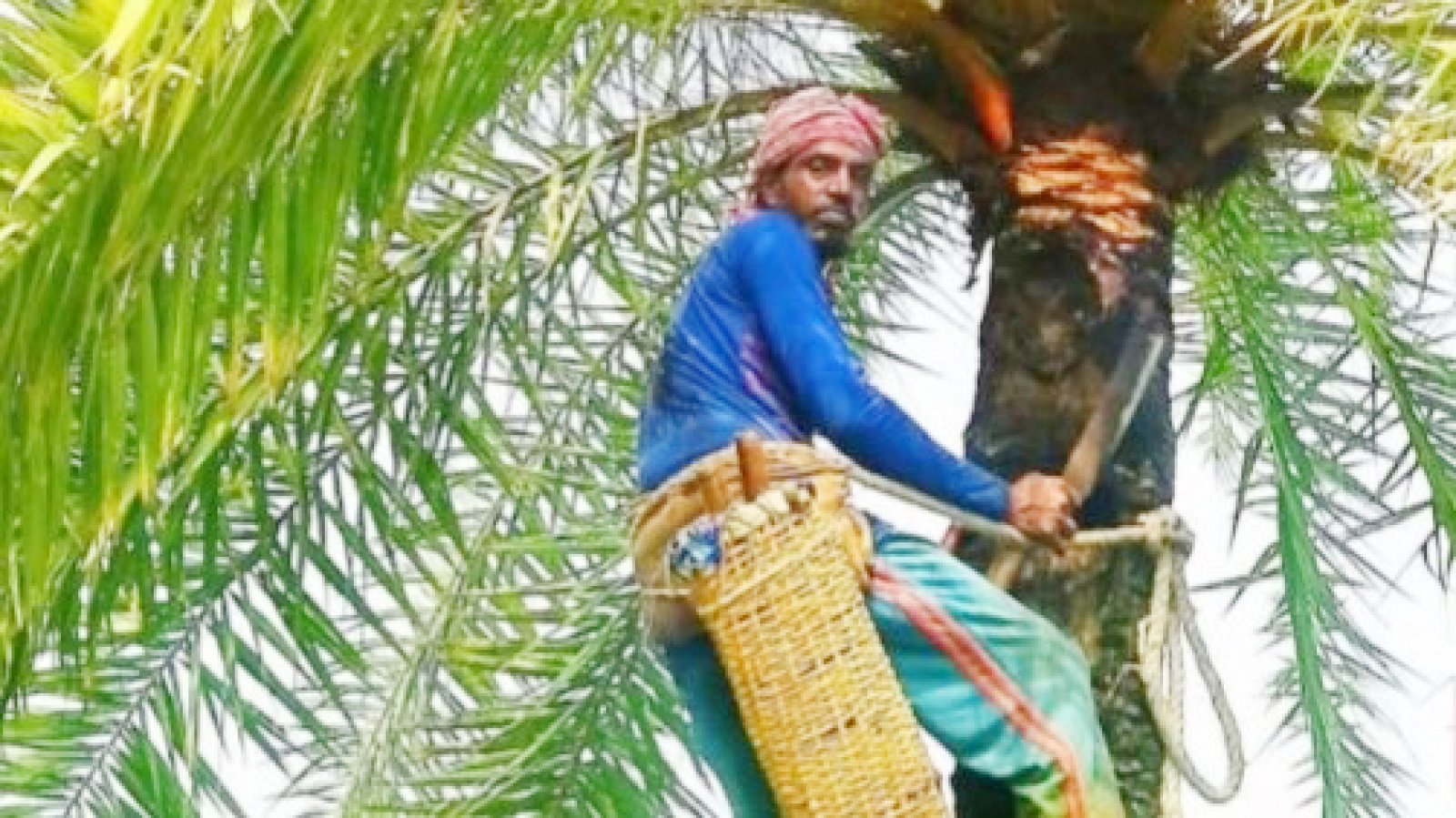 শীতের আগমনী বার্তা ॥ রাণীনগরে খেজুরের রস সংগ্রহে প্রস্তুত গাছিরা