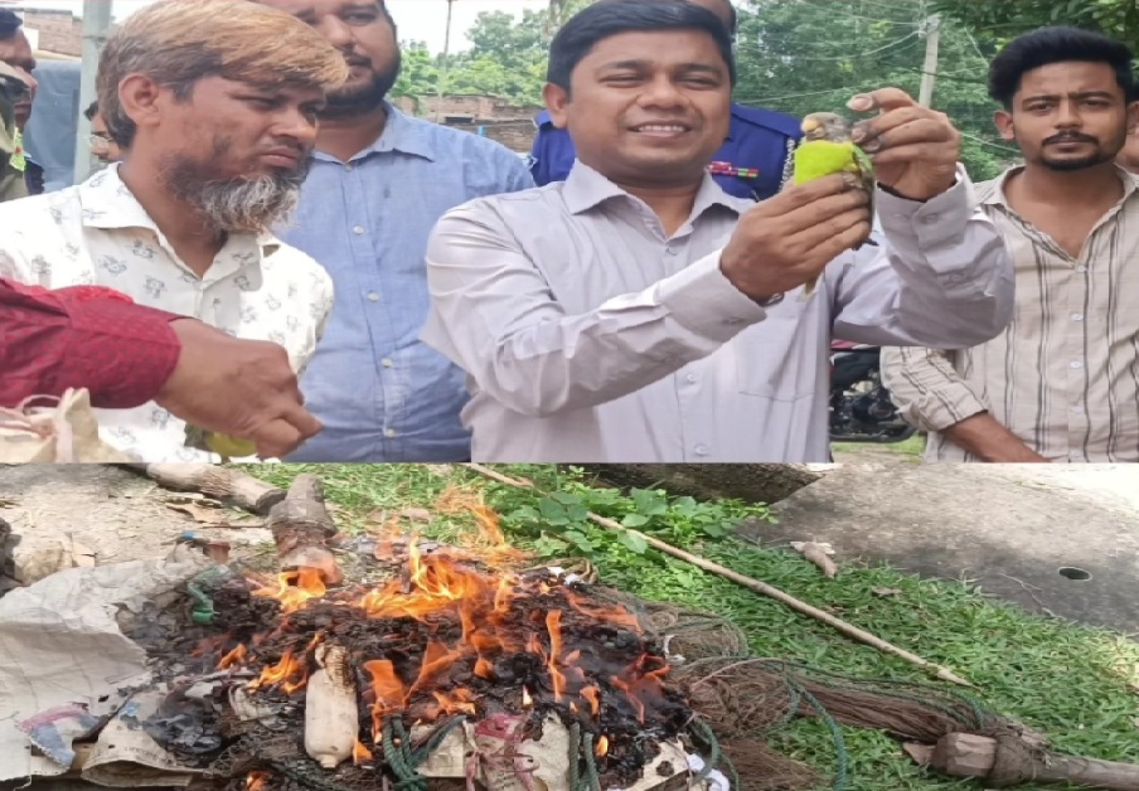 শিবগঞ্জে ১১ টিয়া পাখি অবমুক্ত ॥ শিকারের সরঞ্জাম ধ্বংস