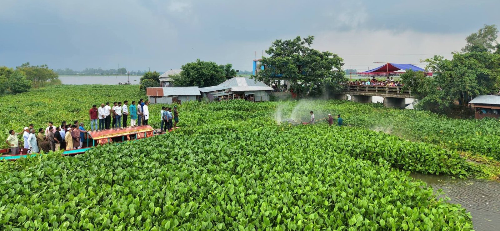 সিংড়ার চলনবিলে কচুরিপানা পরিষ্কার কর্মসূচির উদ্বোধন
