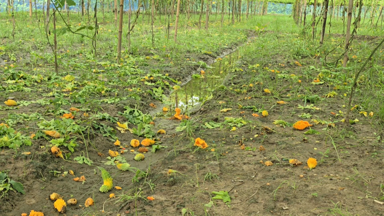 ঠাকুরগাঁওয়ে টানা বৃষ্টি ও জলাবদ্ধতায় কৃষকের সবজির ক্ষেতে ব্যাপক ক্ষতি