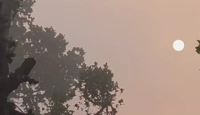 বর্ষার বিদায় বেলায় কুয়াশার চাদর! ভোরের ঠাকুরগাঁওয়ে আগাম শীতের বার্তা