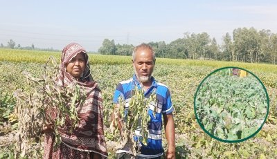 জয়পুরহাটের ক্ষেতলালে তিন কৃষকের বেগুনখেতে বিষ প্রয়োগের অভিযোগ