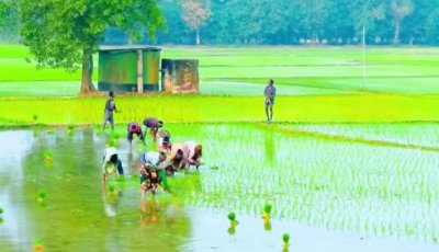 চাঁপাইনবাবগঞ্জে ৫৩ হাজার ৮০০ হেক্টর জমিতে রোপা আমনের আবাদ-প্রয়োজন তদারকির