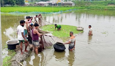 সাঘাটায় পুকুরে বিষ প্রয়োগে প্রায় ৩ লক্ষ  টাকার মাছ নিধন