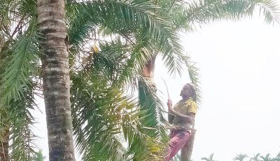 নাটোরের বাগাতিপাড়ায় আগাম খেজুর গুড় তৈরির প্রস্তুতি ॥ গাছ প্রস্তুতিতে ব্যস্ত গাছিরা