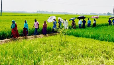 রাজশাহীতে সাকা প্রকল্পের মাঠ দিবস অনুষ্ঠিত